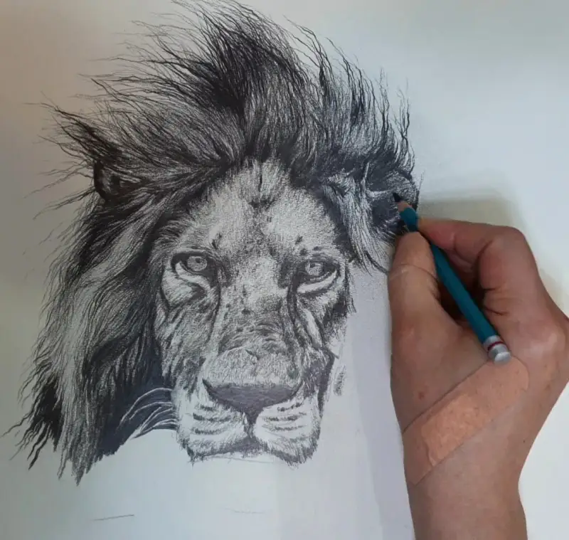 사자,과정샷,동물,털,소묘,연필,연필화,드로잉