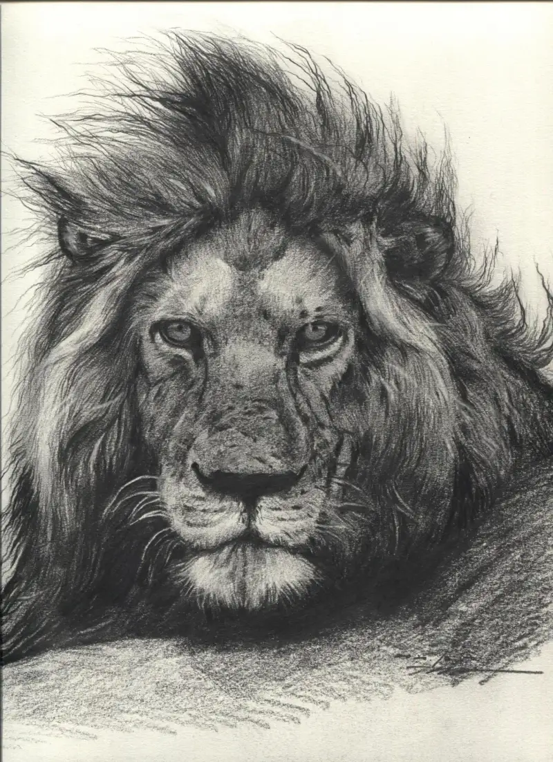 사자,동물,소묘,연필화,연필,드로잉