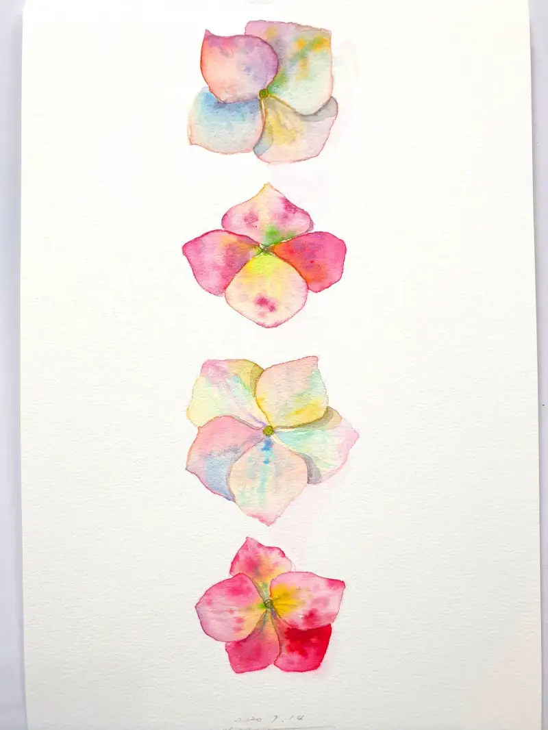 꽃,꽃잎,보태니컬,식물,수채화,그라데이션