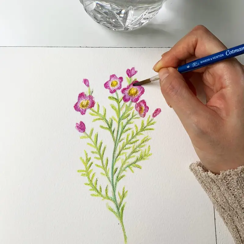 꽃,수채색연필,수채화지,하네뮬레수채패드,하네뮬레컬렉션수채패드