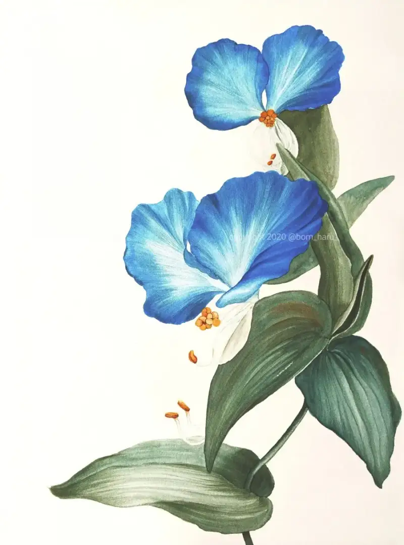 하네뮬레컬렉션수채패드,전문가용수채화용지,중목,coldpressed