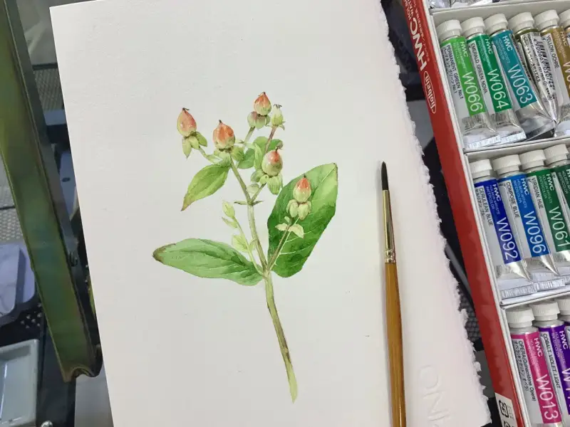 홀베인hwc수채화물감세트,하이페리쿰그리기,망종화그리기,금사매그리기,홍실망종화