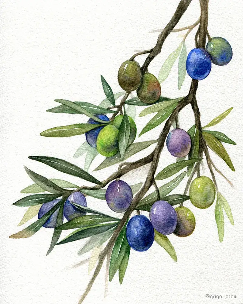 수채화,홀베인수채화,수채화그림,올리브,열매,식물,보태니컬