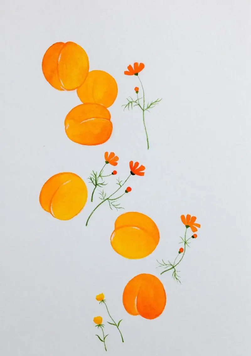 수채화,살구,코스모스,식물,과일