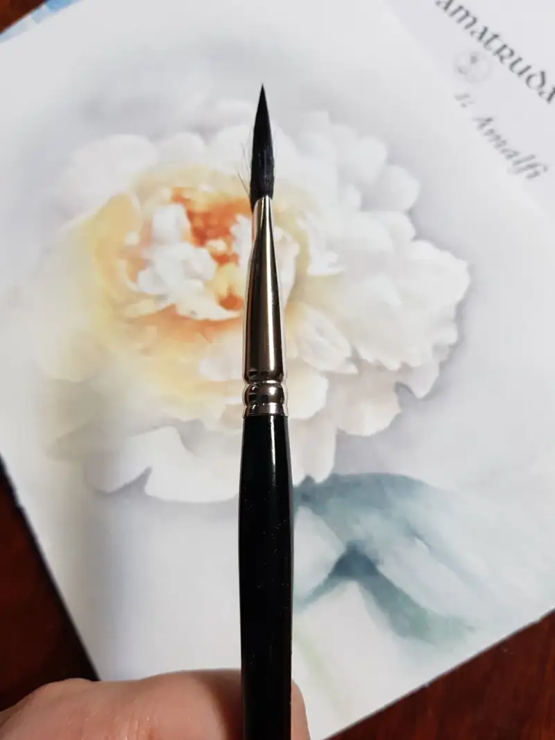 수채화붓,붓추천,다람쥐붓,작약,꽃,보태니컬