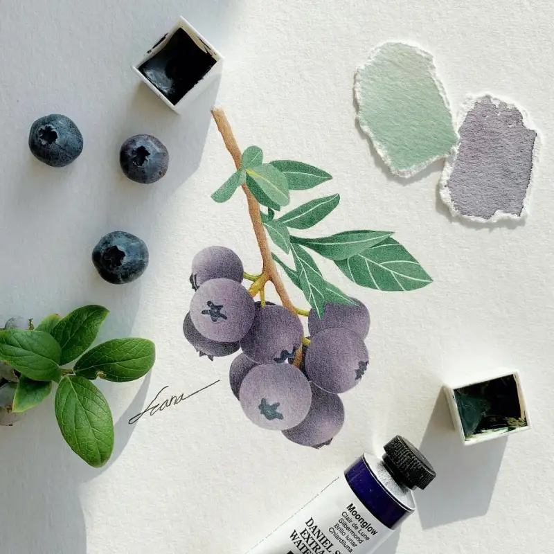 다니엘스미스수채화물감,다니엘스미스물감,수채화물감,블루베리,수채화,과일,식물,보라색,초록색,딥샙그린,문글로우
