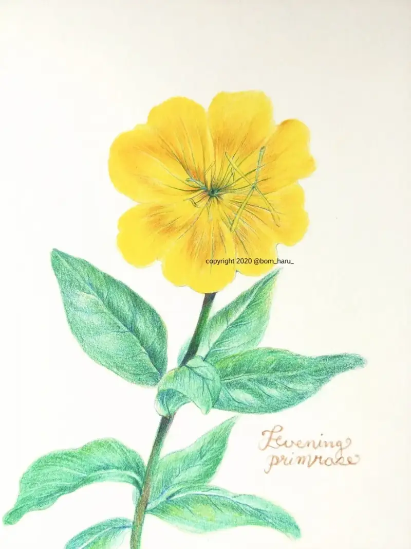 파버카스텔폴리크로모스전문가용유성색연필