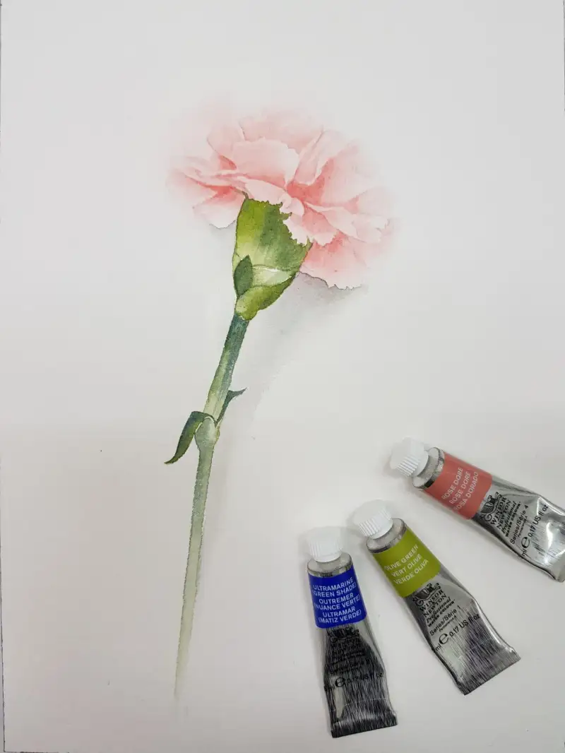 꽃,카네이션,꽃그림,어버이날,보태니컬