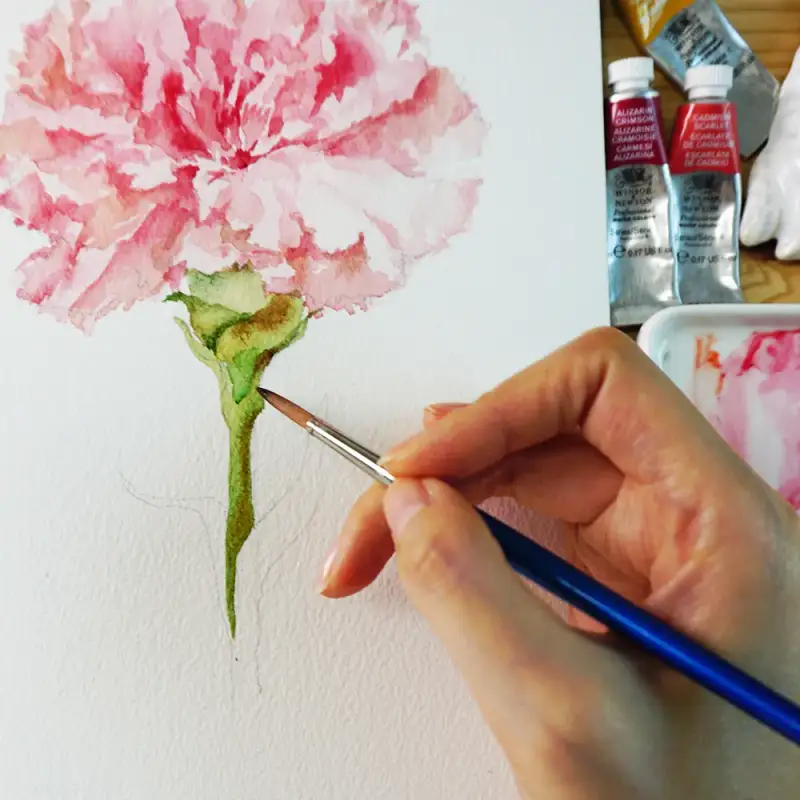 카네이션,꽃,보태니컬,윈저앤뉴튼수채화,수채화그림,윈저앤뉴튼프로패셔널수채화물감