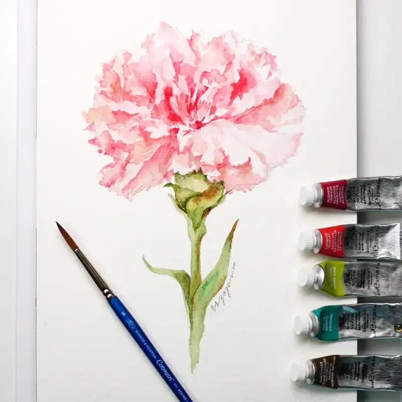 카네이션,꽃,꽃그림,보태니컬,식물,수채화,윈저앤뉴튼프로패셔널수채화물감,윈저앤뉴튼수채화