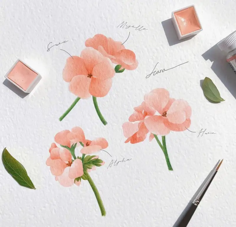 수채화물감,수채물감,수채화,보태니컬,꽃,제라늄,핑크,분홍,핑크색,분홍색,쉘핑크,틴트