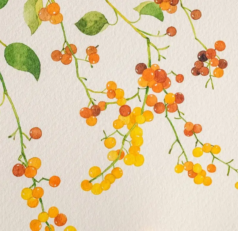 식물,열매,보태니컬,수채화,수채화용지,파브리아노수채화용지