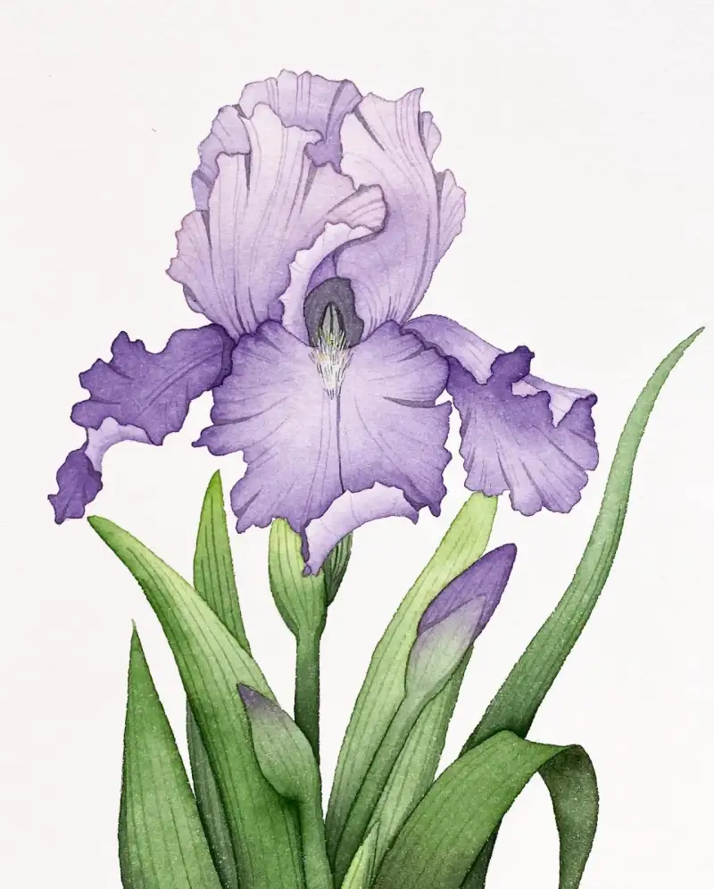 미젤로골드미션,미젤로미션골드,미젤로골드미션수채화물감