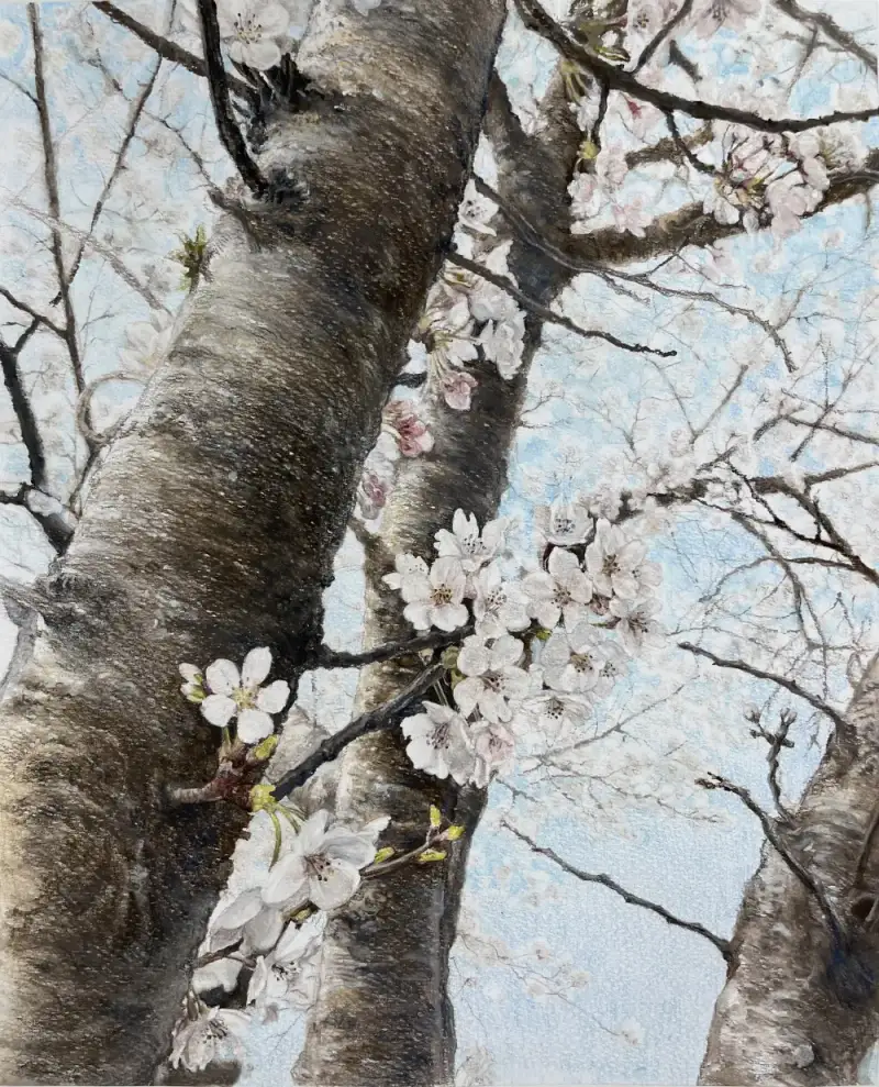 벚꽃나무,벚꽃그리기,벚꽃나무그리기,나무그리기,나무그림,까렌다쉬뮤지엄아쿠아렐,까렌다쉬색연필