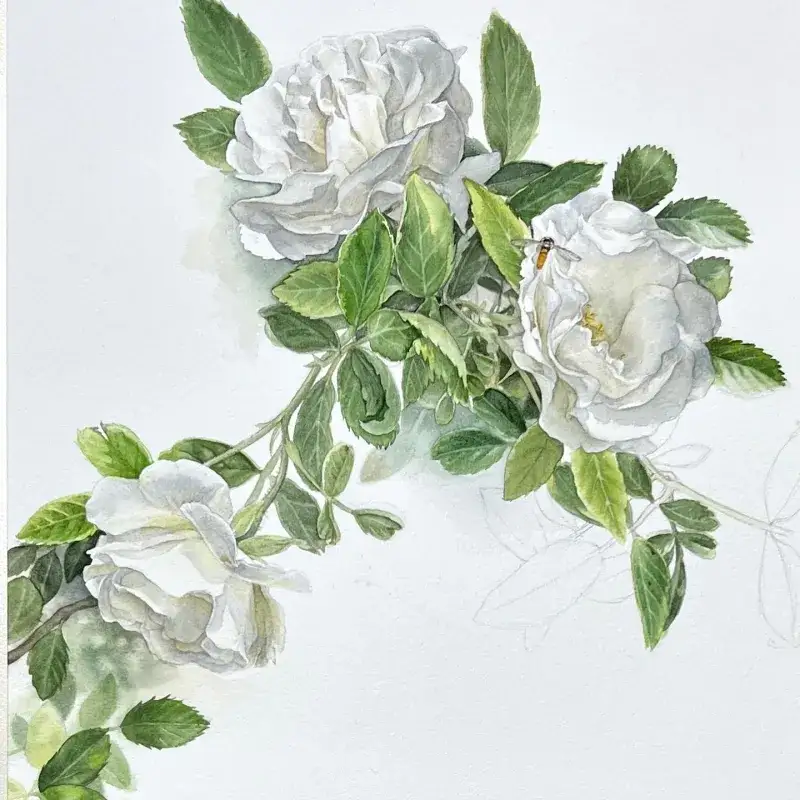 꽃일러스트,꽃그리기,꽃수채화,꽃,장미그리기