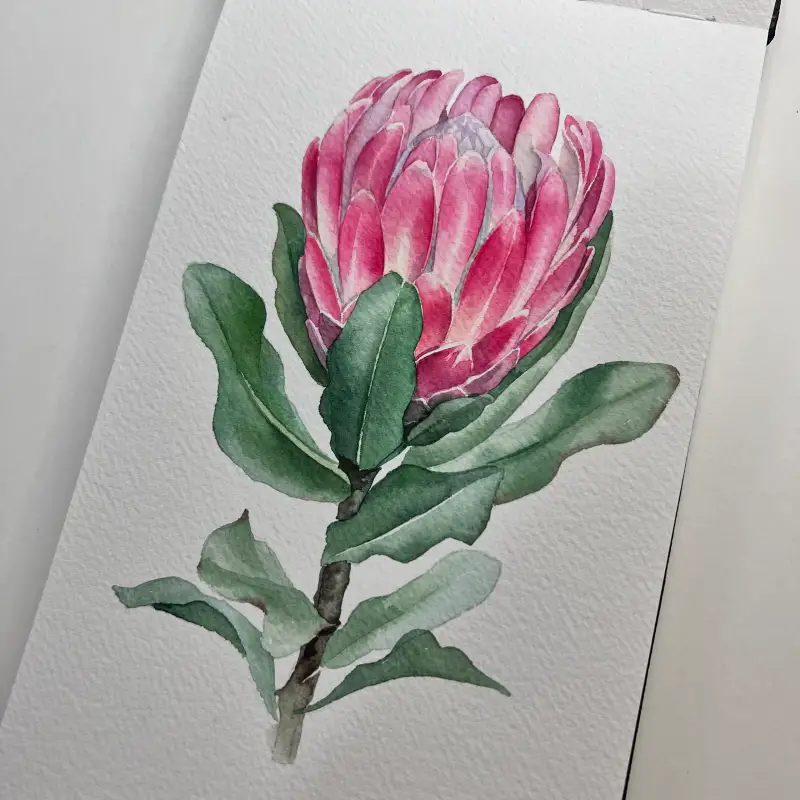 캔손아르쉬지,캔손아르쉬수채패드,캔손수채패드,꽃일러스트,수채화일러스트