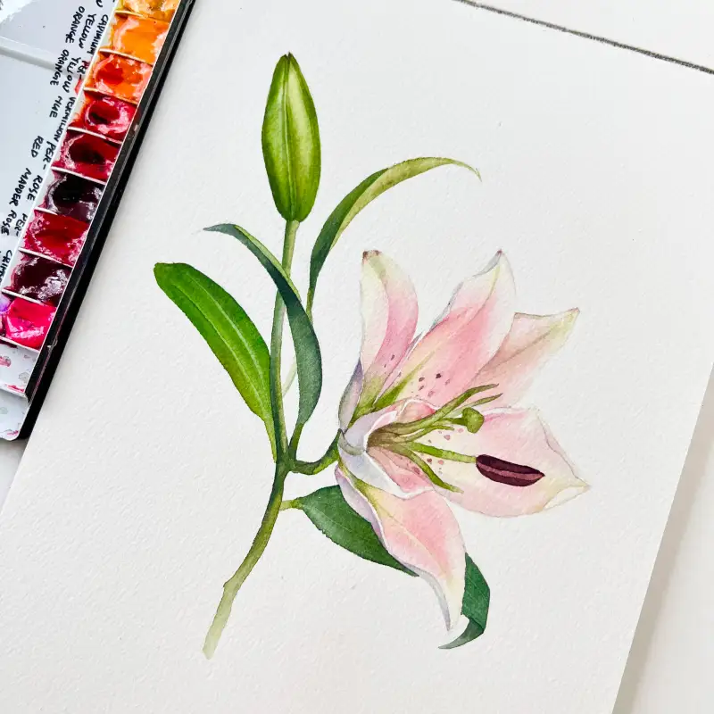 신한swc,신한swc물감,캔손아르쉬엽서패드,캔손아르쉬,캔손엽서패드,아르쉬엽서패드,아르쉬수채패드,아르쉬엽서종이,아르쉬수채화,수채화일러스트,꽃일러스트