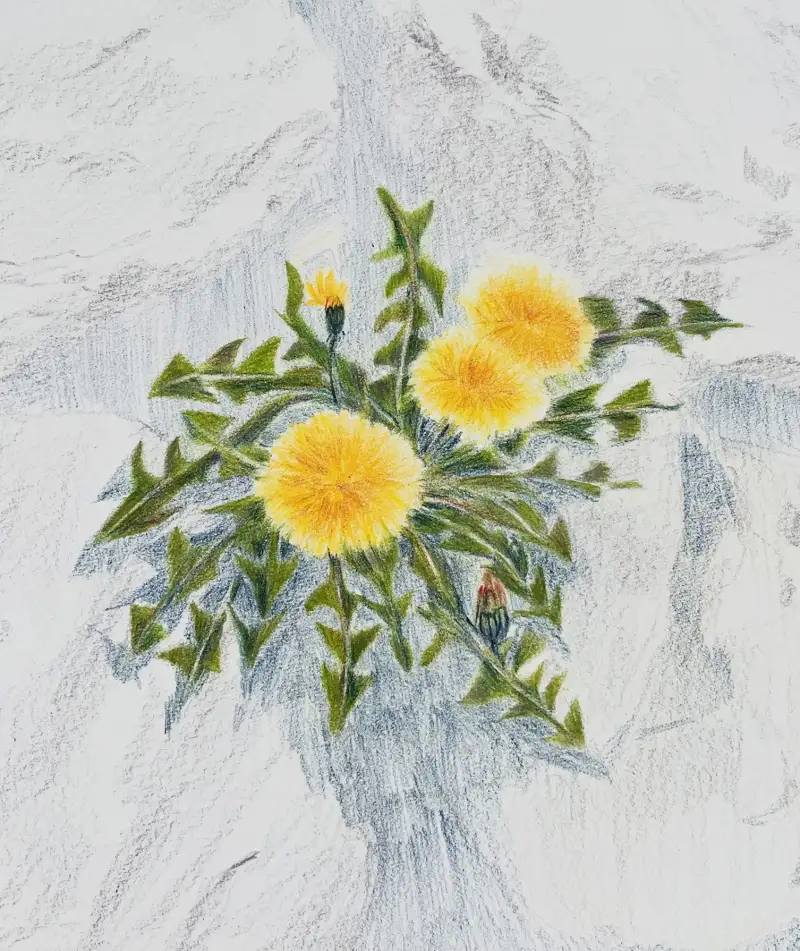 화방넷체험단,더웬트크로마플로우색연필,유성색연필,더웬트색연필,발색좋은색연필,더웬트,신한커머스,새벽우주,민들레일러스트