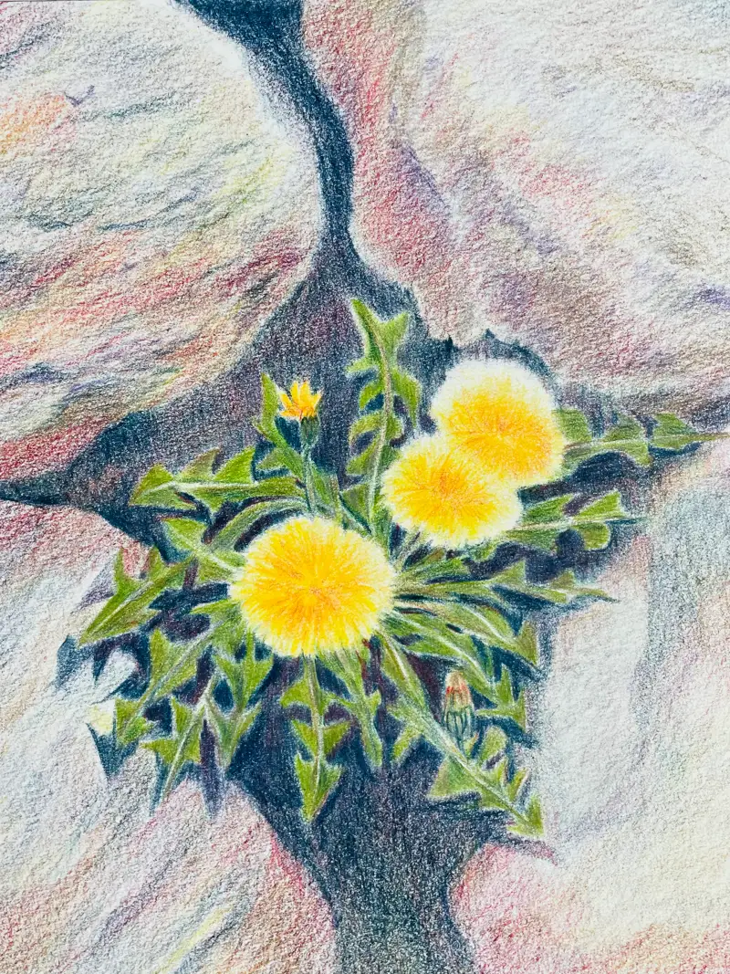 화방넷체험단,더웬트크로마플로우색연필,유성색연필,더웬트,신한커머스,민들레그림,새벽우주