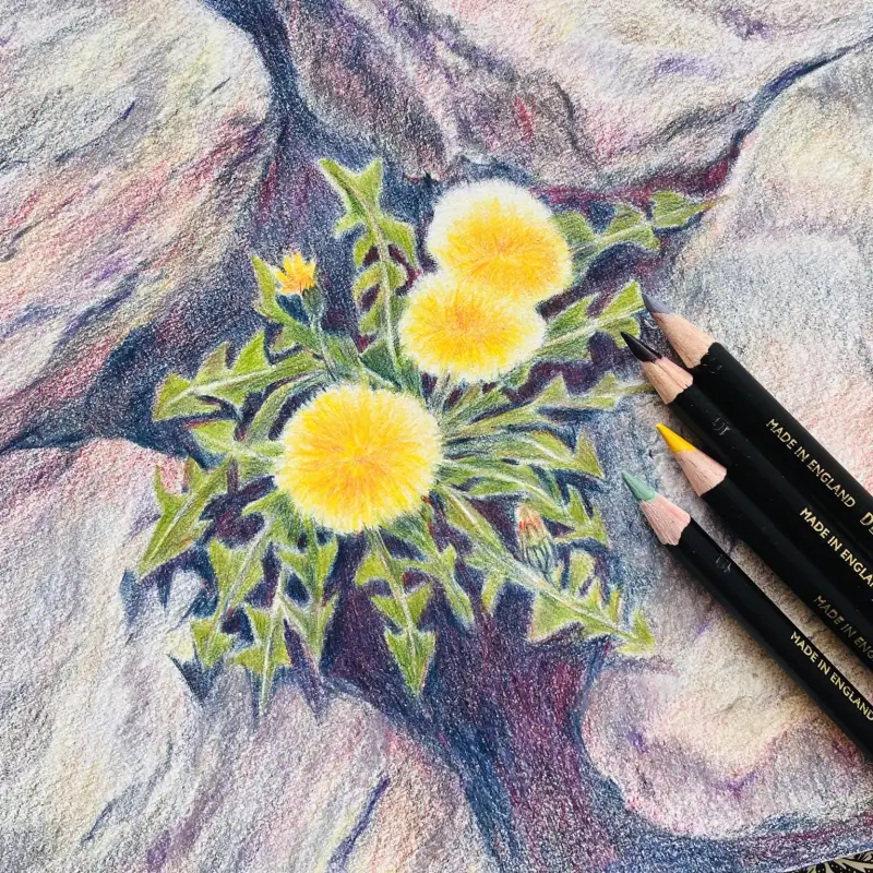 화방넷체험단,더웬트크로마플로우색연필,유성색연필,더웬트색연필,더웬트,신한커머스,발색좋은색연필,새벽우주,민들레그림