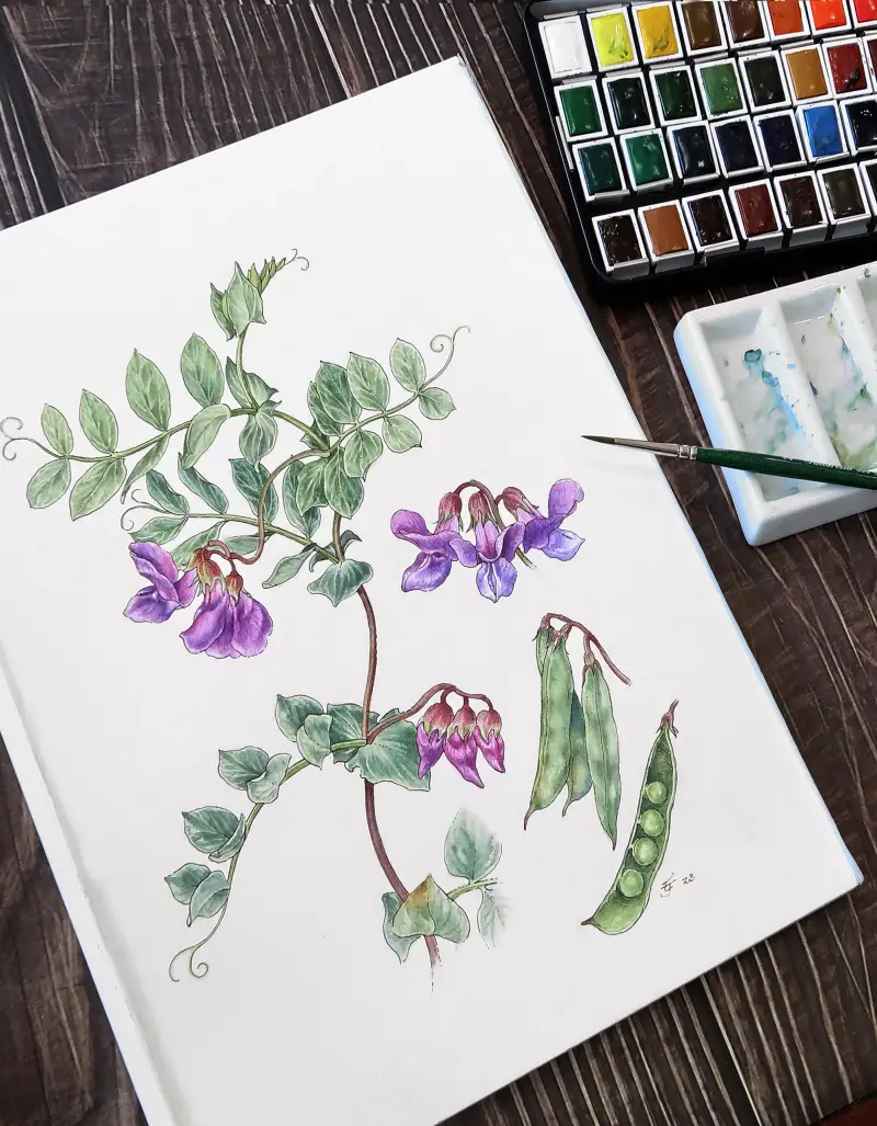 램브란트고체수채화물감