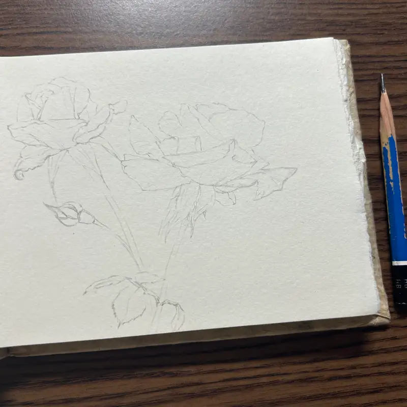 카디페이퍼,장미꽃스케치