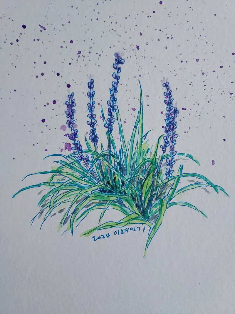 화방넷드로잉로그,드로잉로그,여름꽃그리기,스테들러라이너,미젤로미션골드,맥문동그리기,캔손XL