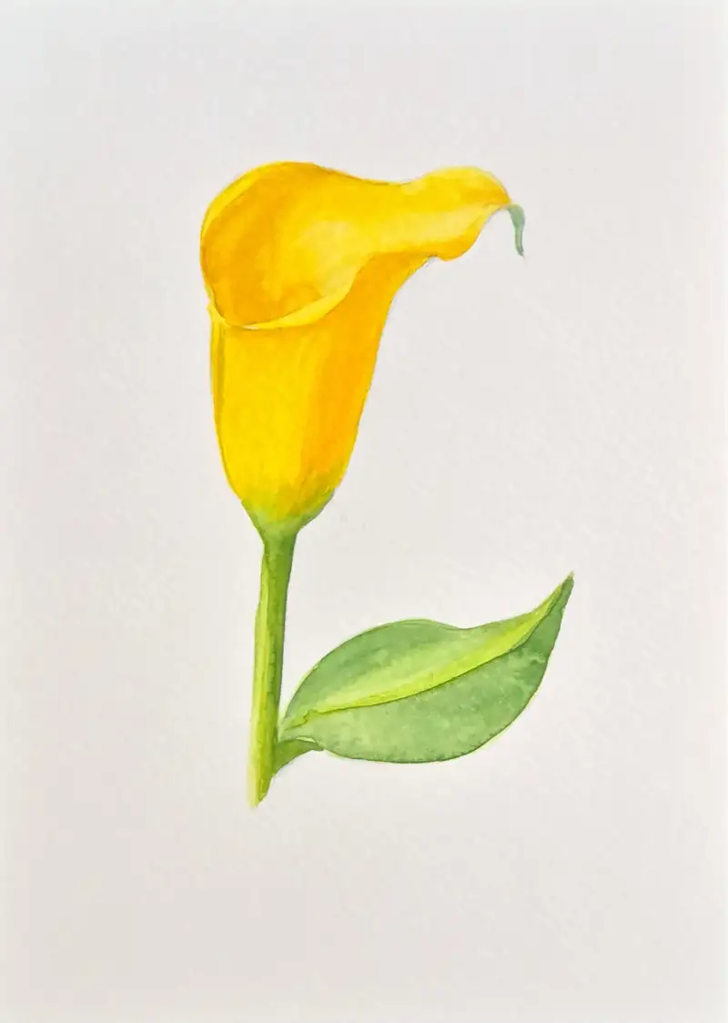 화방넷드로잉로그,여름식물,카라