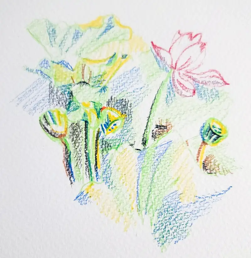 색연필그림,연꽃