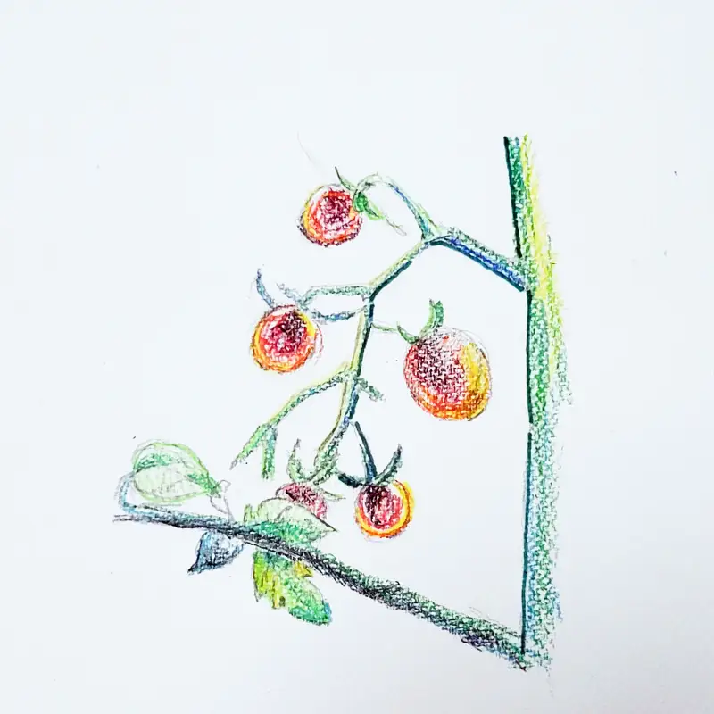 색연필그림,방울토마토