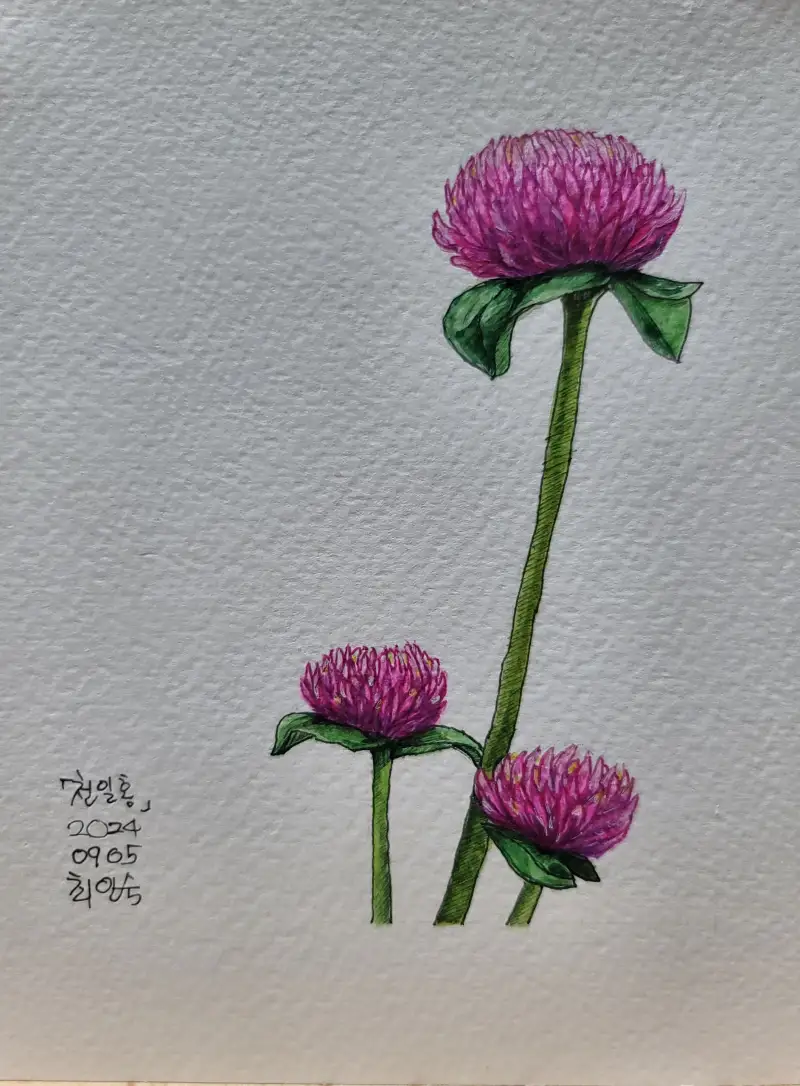 화방넷드로잉로그,여름식물,천일홍