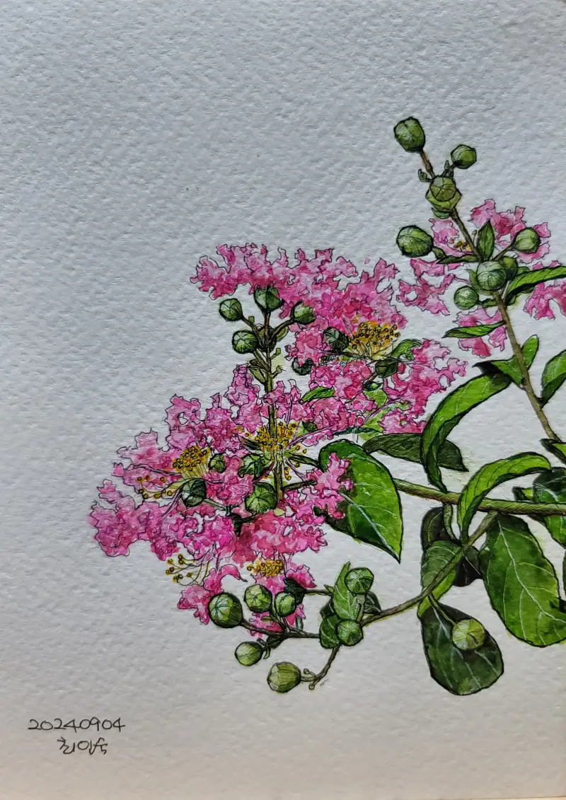 배롱나무,화방넷드로잉로그