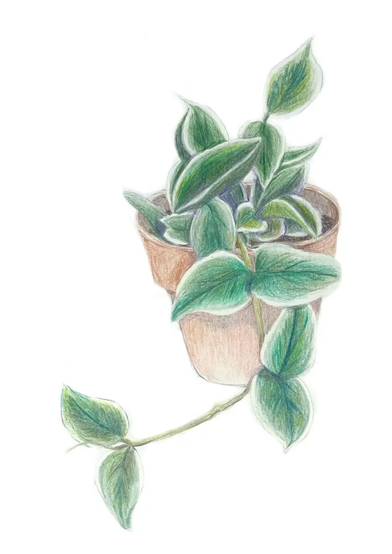 파버카스텔색연필,색연필,반려식물,친구,식물