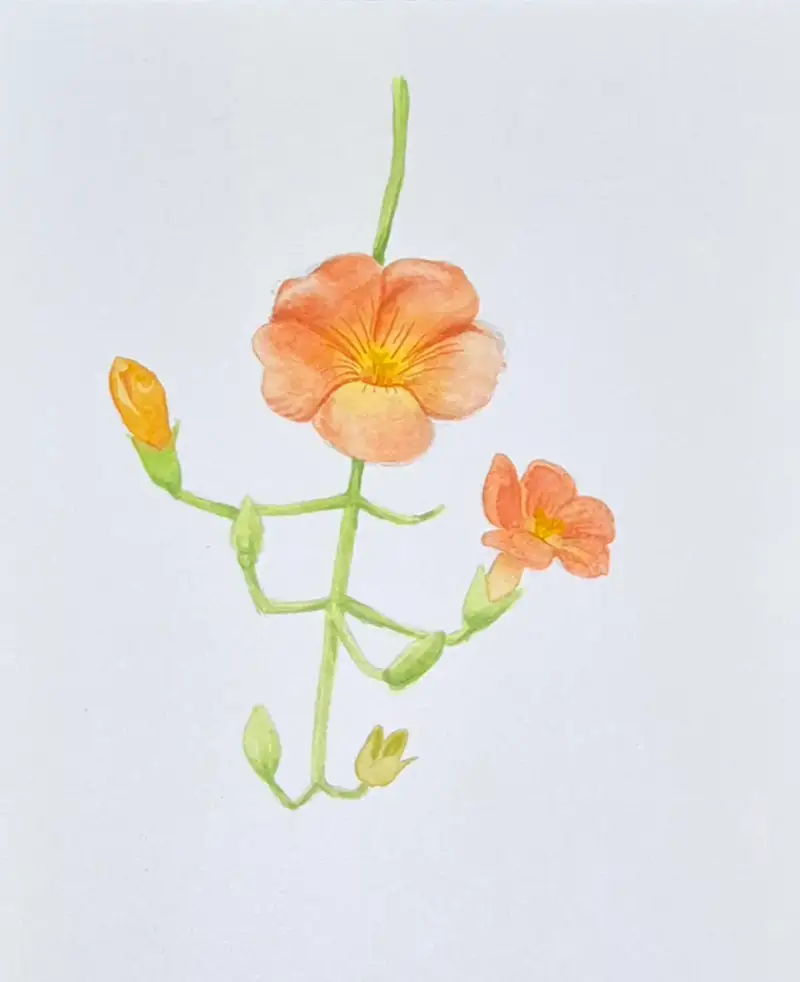 화방넷드로잉로그,드로잉로그,여름식물,능소화