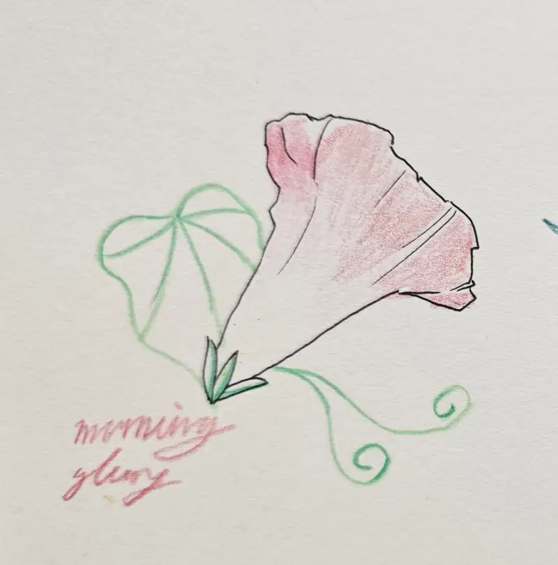 나팔꽃,morning_glory