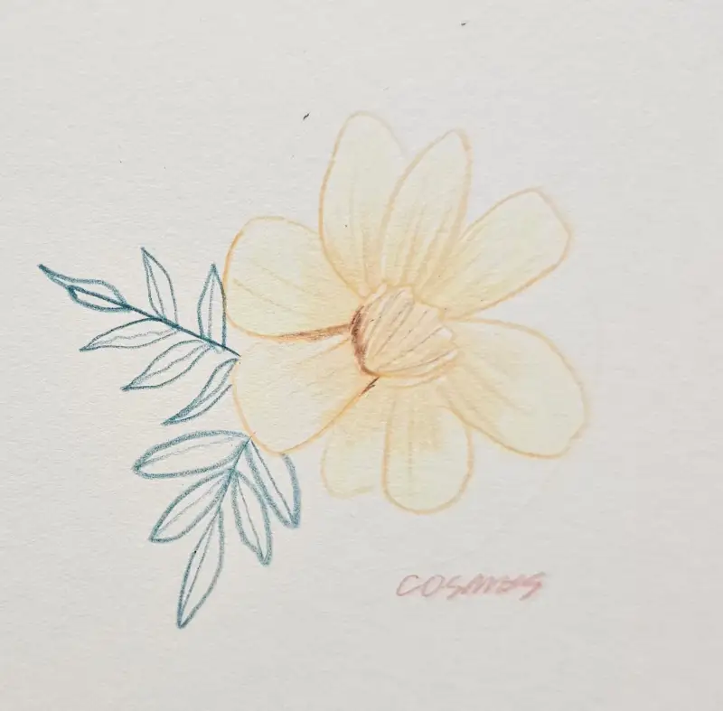 황화코스모스,여름식물