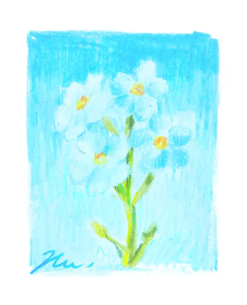 색연필,물망초,드로잉로그,프리즈마색연필,프리즈마,드로잉