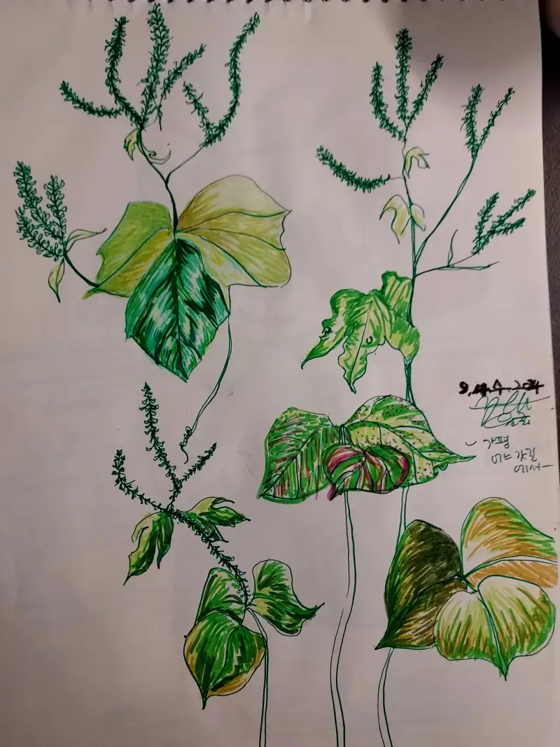 가평,갓길에핀들꽃,이름모를식물