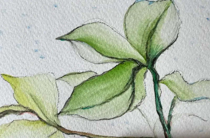 드로잉로그,화방넷드로잉로그,수채화,여름식물