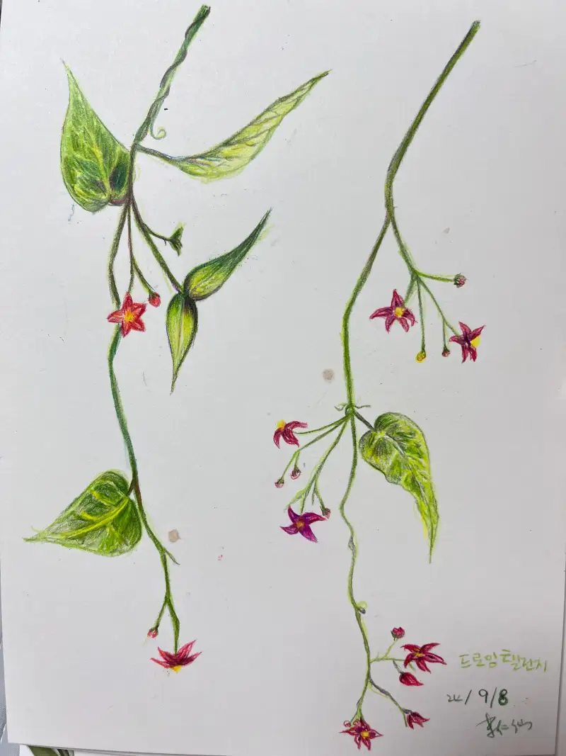 프리즈마유성72색,세르지오보테니컬아트전용지