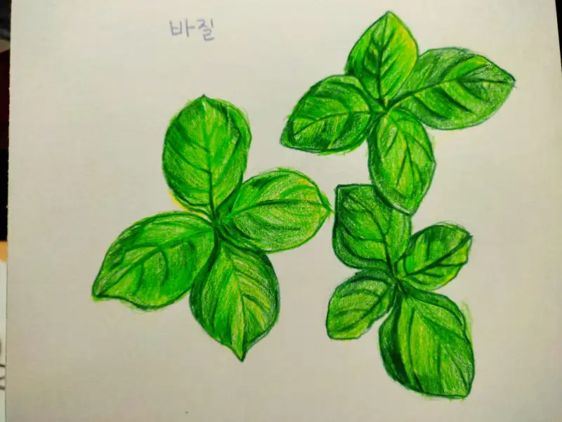 바질,허브,향신료,피자