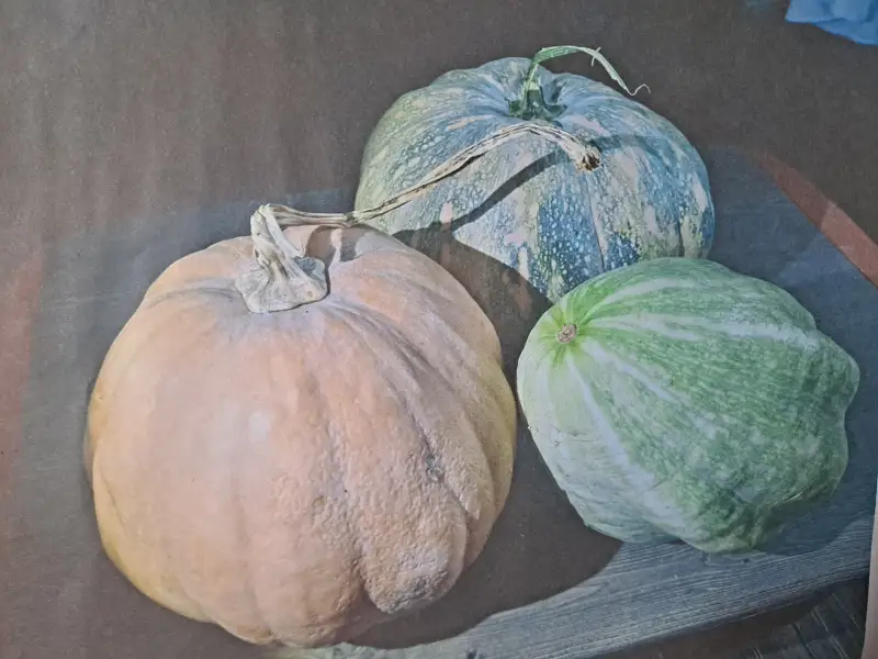 드로잉2기,채소ㅡ1,신한물감,화홍붓,아르쉬화지ㅡ황목