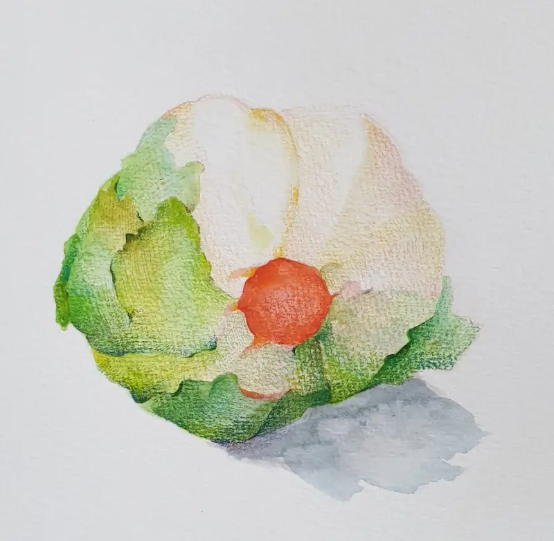 드로잉로그,화방넷드로잉로그,양상추