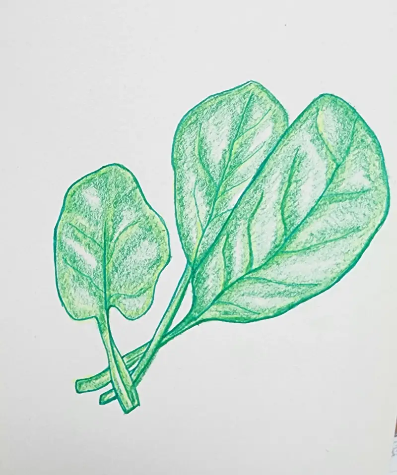 드로잉로그,드로잉로그2기,화방넷드로잉로그2기,야채