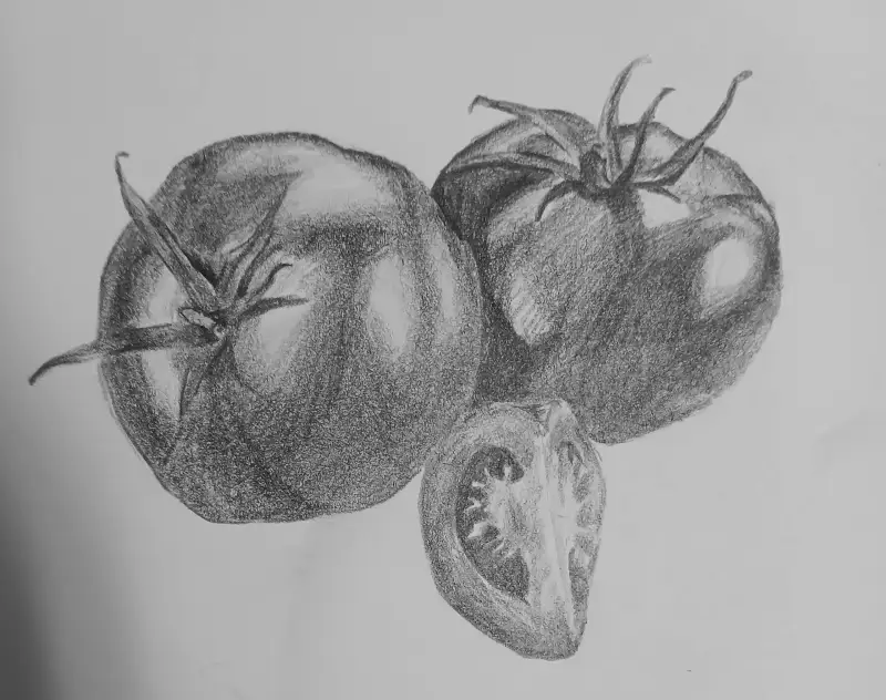 채소,토마토,소묘,연필