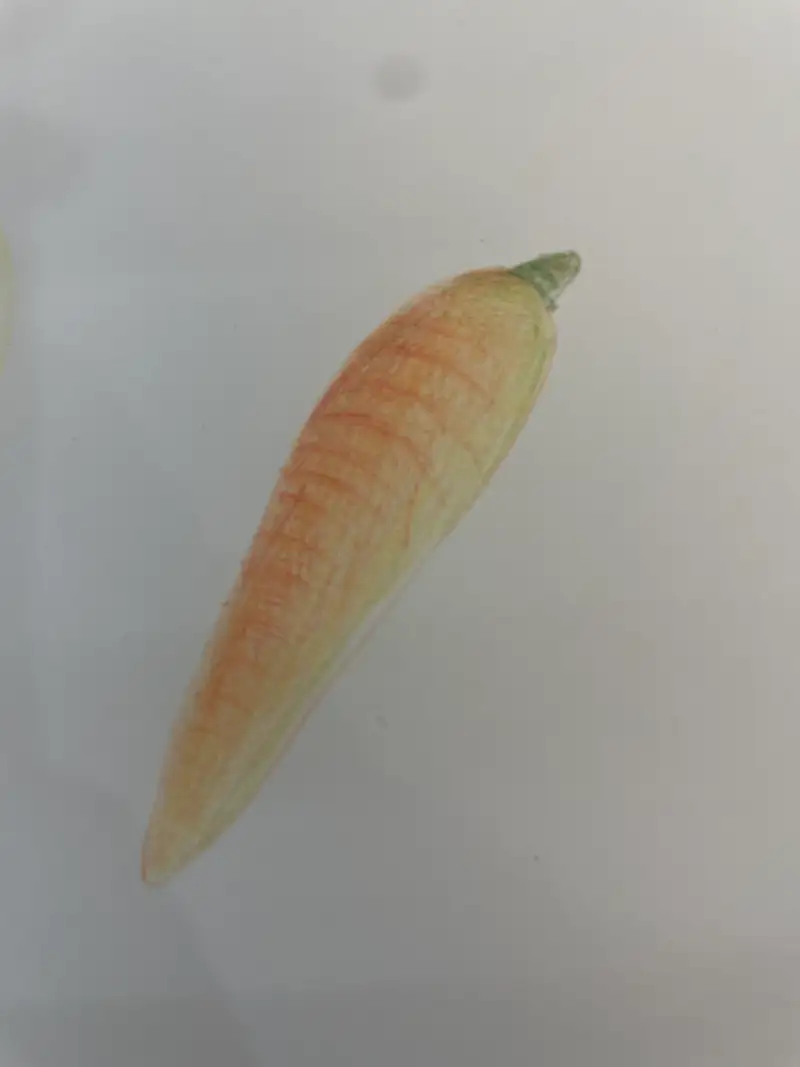 드로잉로그,색연필화,스테들러36색