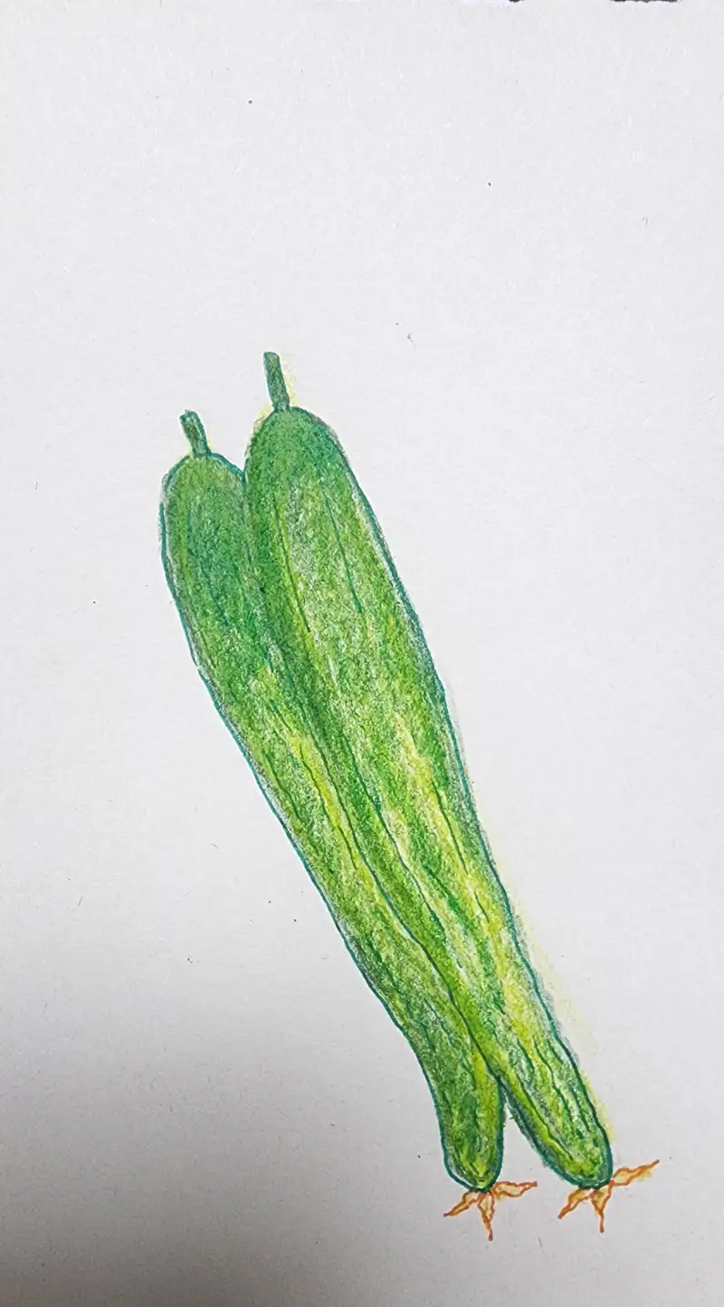 드로잉로그,드로잉로그2기,화방넷드로잉로그2기,야채,오이