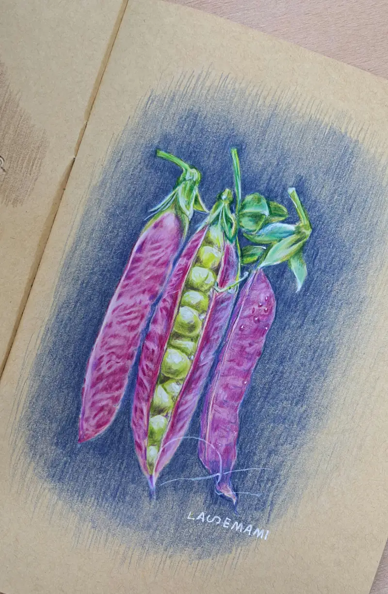 화방넷드로잉로그,화방넷드로잉로그2기,채소그리기,콩그리기,색연필화