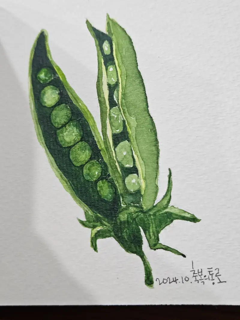 화방넷드로잉로그2기,채소그리기,콩,수채고체물감