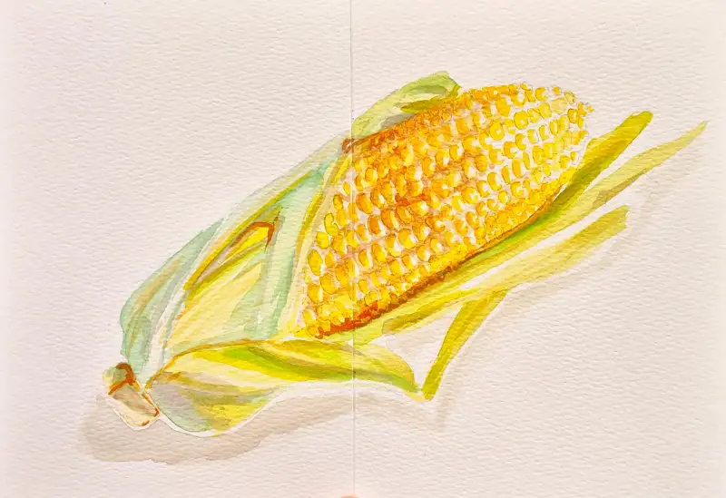 드로잉로그,화방넷드로잉로그,옥수수,채소,야채